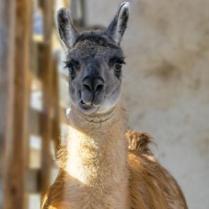 ����: ������