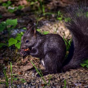 ����: ���� ������������