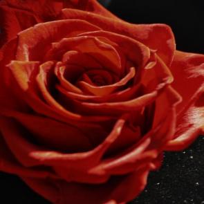 ����: ����