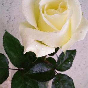 ���� ��������: ��� ����..............