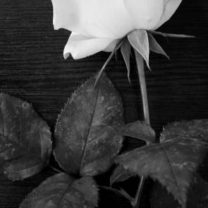 ����: ���� ��