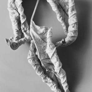 ����: ����