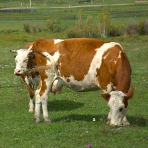 ����: ����� ������