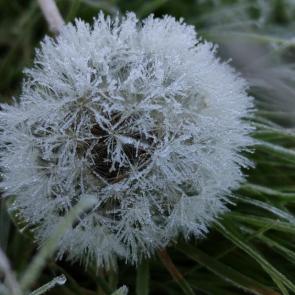 ����: ����