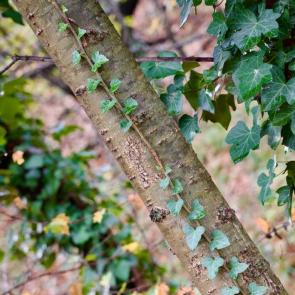 ����: ����