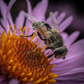 ����: ������� ������