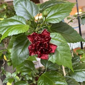 ����: �������� (��������� ����)