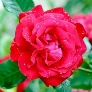 ����: ������� ����