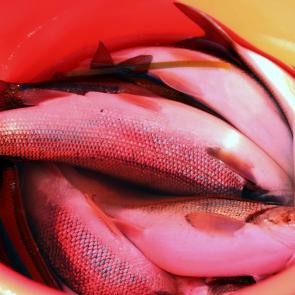 ����: ����