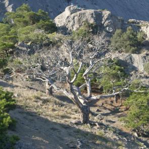 ����: ������