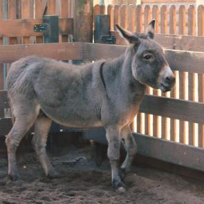 ���� ��������: �����