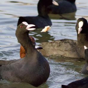 ���� ��������: ������