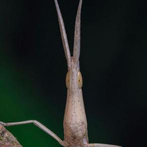 ����: ������ ������������ (���. Acrida bicolor