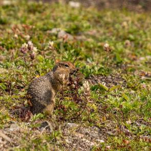 ����: ������� - ���������� �����.