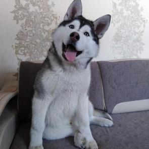 ����: ������