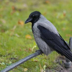 ����: ������. 