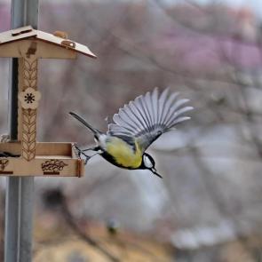 ����: ����. 