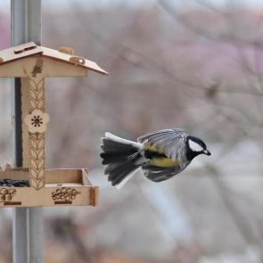 ����: ����. 