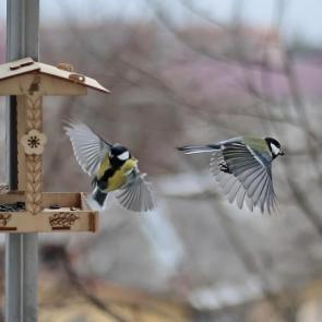 ����: ��� ����. 