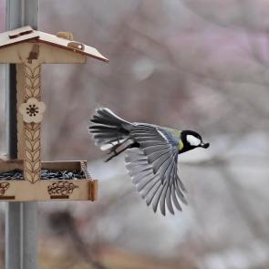 ����: � ��������. 