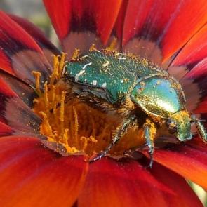 ����: ���������