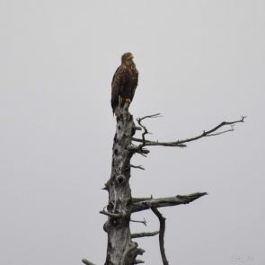 ���� ��������: 