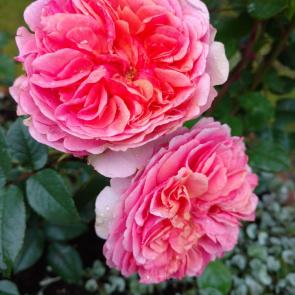 ����: ��������