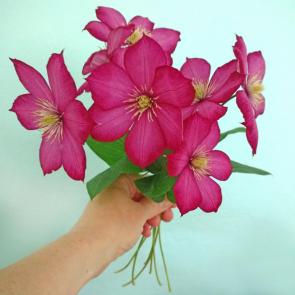 ����: �������