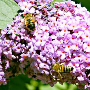 ����: ����� � �������