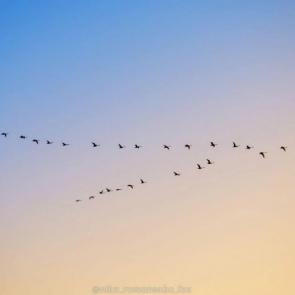 ���� ��������: 