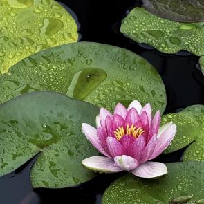 ����: ��������