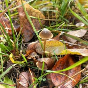 ����: ��������� ����