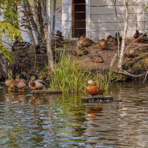 ����: �� ����� ����