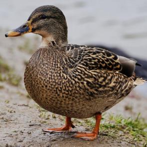 ����: ������