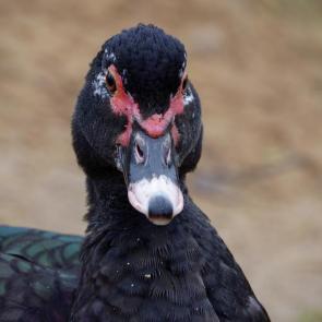 ����: ������ 