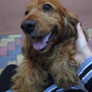 ����: ���������