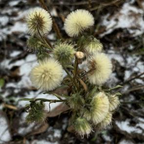 ����: ������ ��������� 