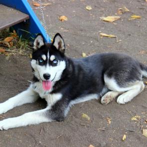 ����: ������