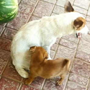 ����: �������