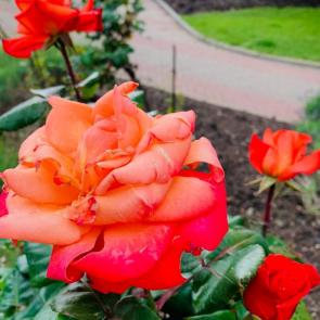 ����: ������ ����