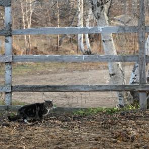 ���� ��������: ����� ������