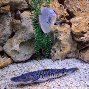 ����: �������� �����