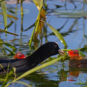 ���� ��������: ���������� ����