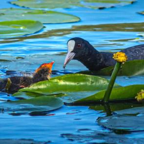 ����: ������� �������