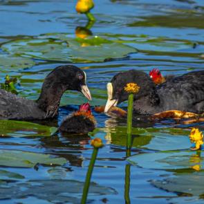 ��������� �����