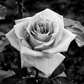 ����: ����