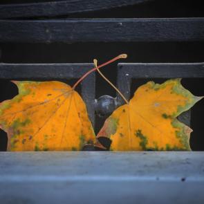 ����: ���������� �����. 