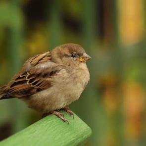 ����: ���������. 