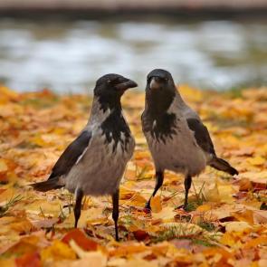 ����: �������� � �����. 