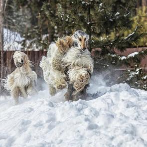 ����: ������ ����